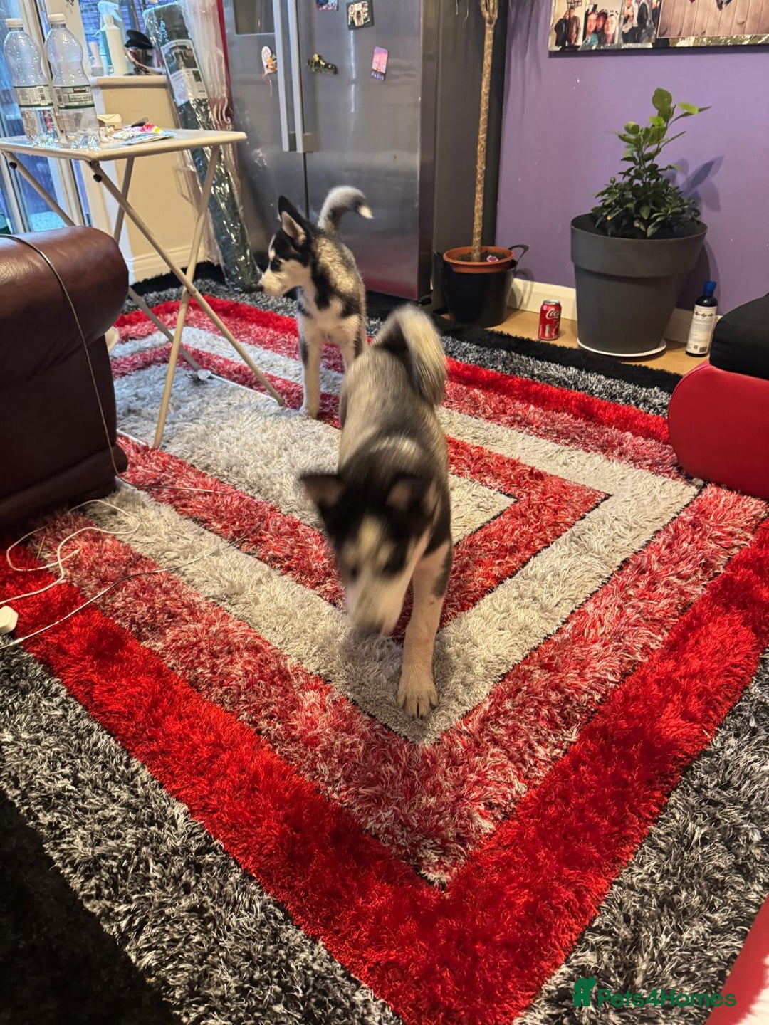 Siberian Husky dogs for sale: Last 2 beautiful girl from 7 puppy husky  - Image 6