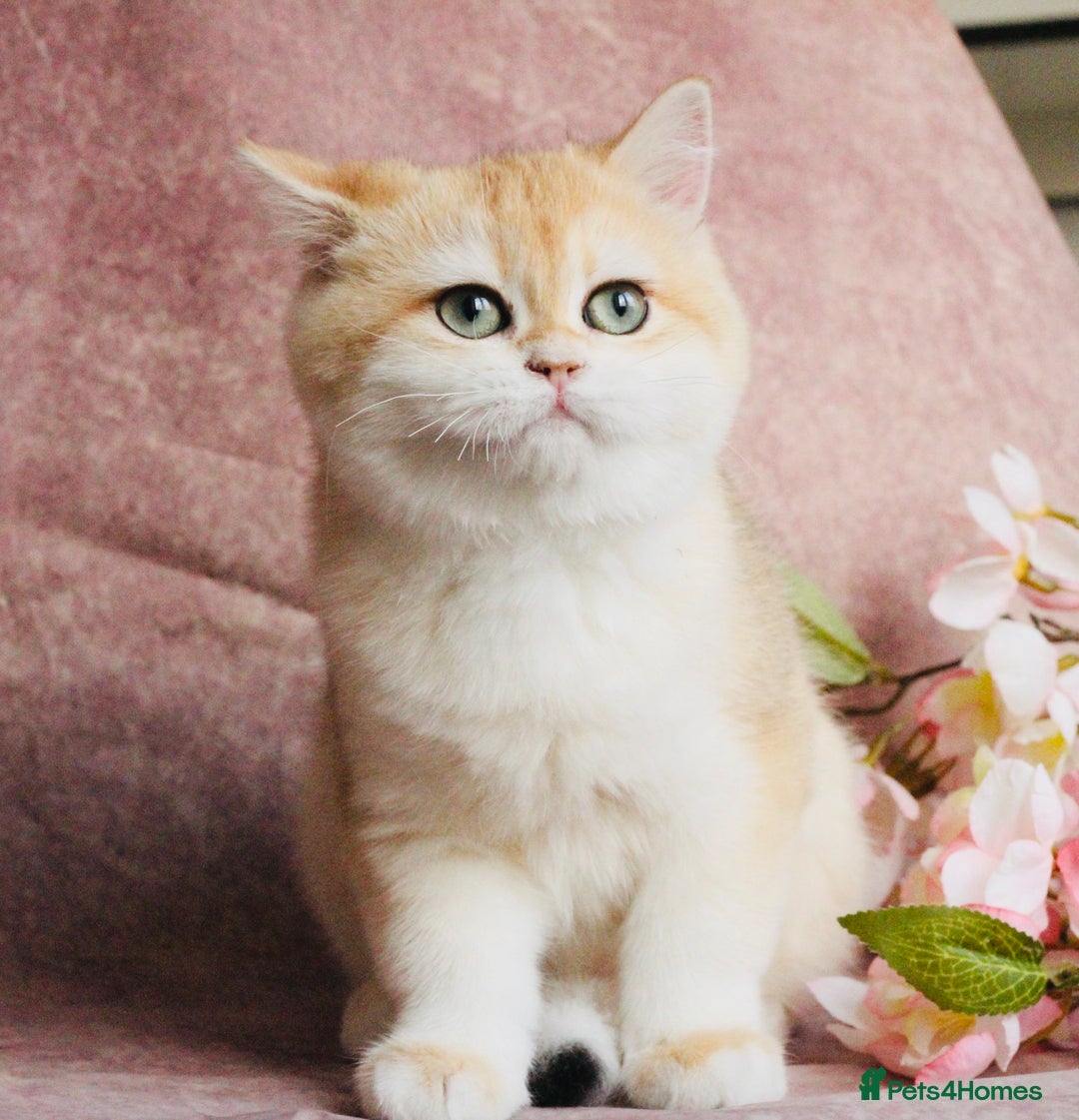 British Shorthair cats for sale: Gorgeous BSH Golden Chinchilla ny12 - Advert 9