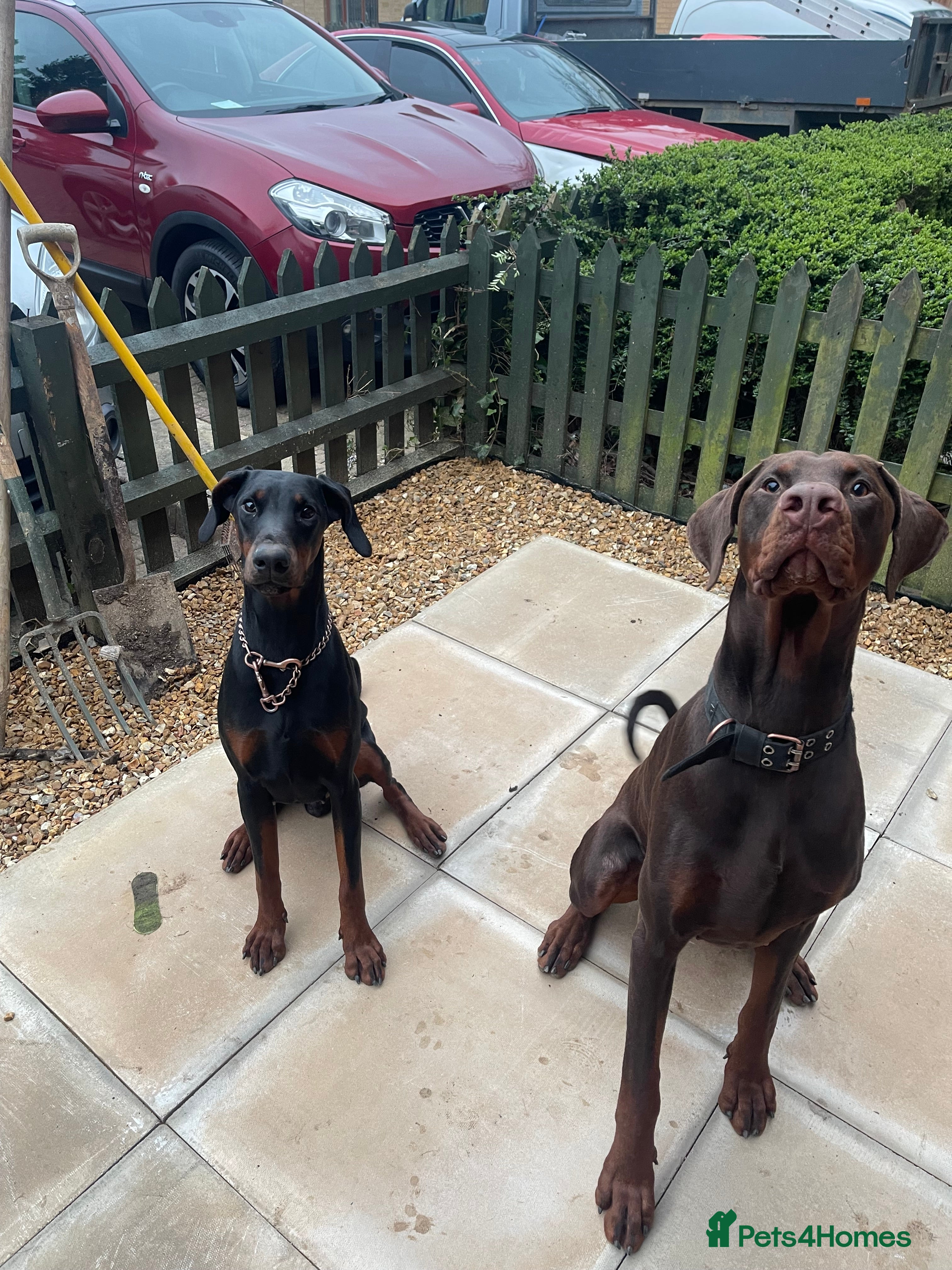 Dobermann dogs Draco and Sugar  - Advert 1
