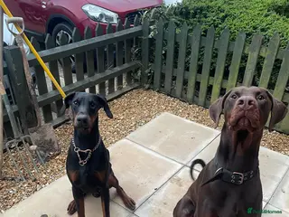 Dobermann dogs Draco and Sugar - Advert 1