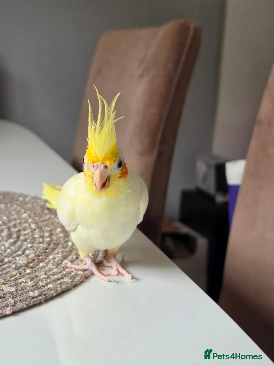 Cockatiels birds for sale: Beautiful Friendly Cockatiel💛 9 month old.  - Advert 2