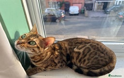 Bengal cats for sale: TICA Bengal cat for sale.  - Image 3