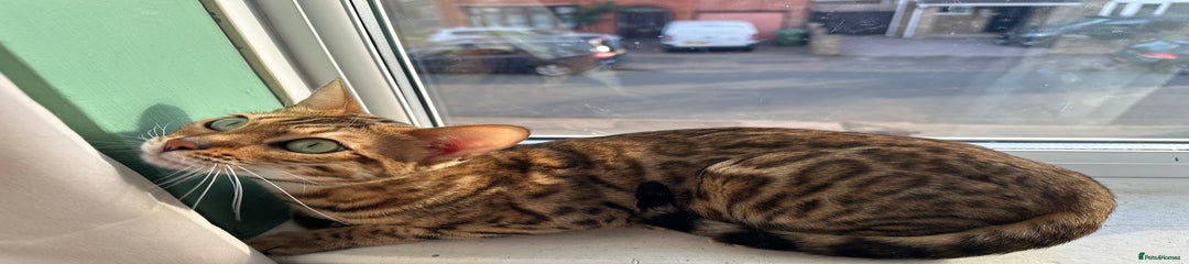 Bengal Kitten 1