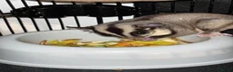 Sugar Glider rodents for sale: 2 female sugar glders in South Ockendon - Advert 22
