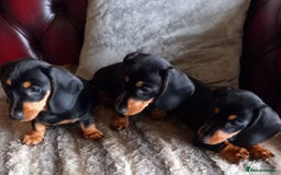 Miniature Dachshund dogs for sale: Miniature Dachshund Puppies  - Image 13