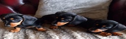 Miniature Dachshund dogs for sale: 3 Girls - Advert 14