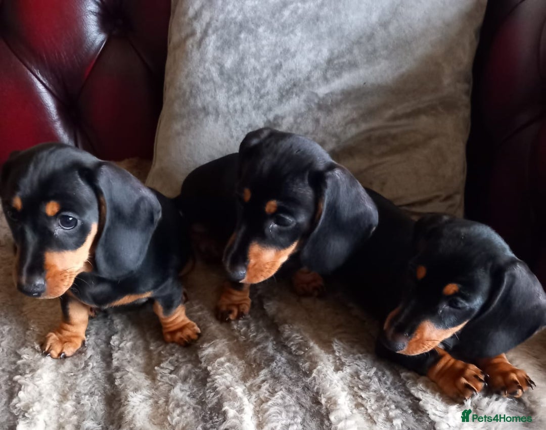 Miniature Dachshund dogs for sale: Miniature Dachshund Puppies  - Image 13