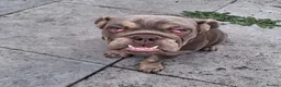English Bulldog dogs for sale: Beautiful Ethel  - Advert 3
