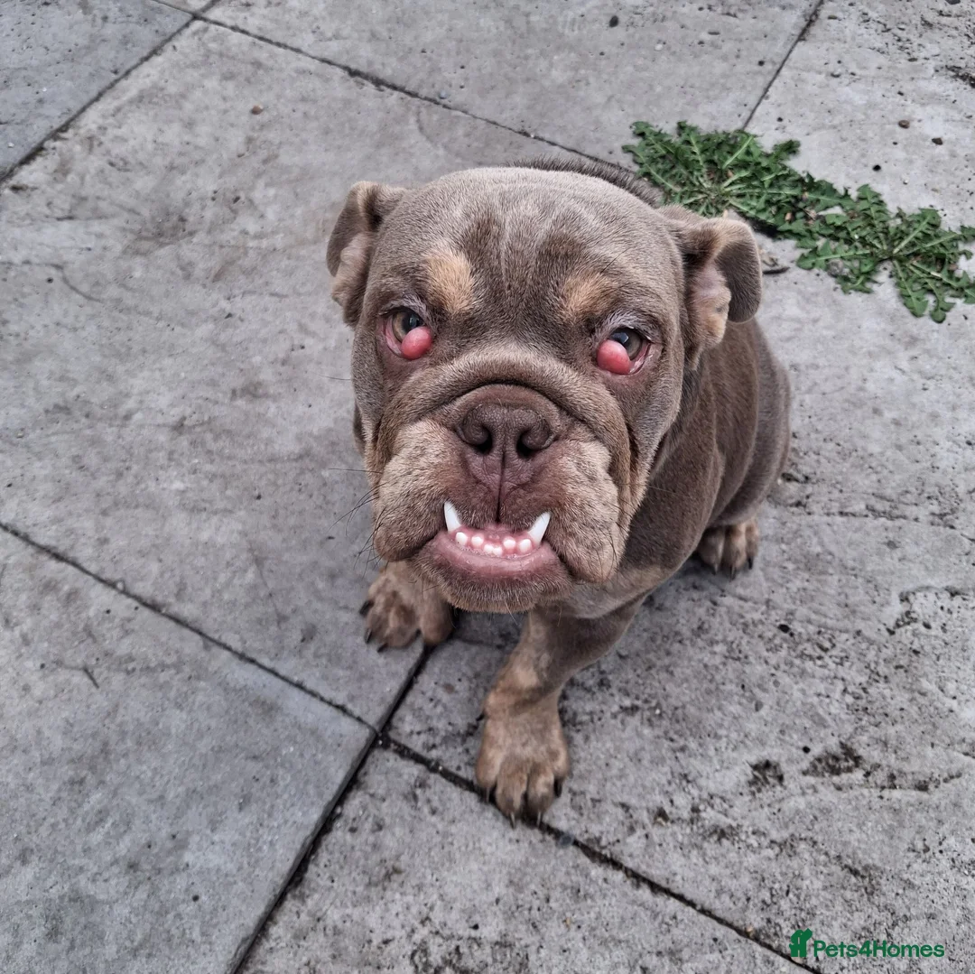 English Bulldog dogs for sale: Beautiful Ethel  - Advert 3