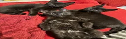 Domestic Shorthair cats for sale: 3 Adorable Kittens Looking for Lovely Homes - Advert 7