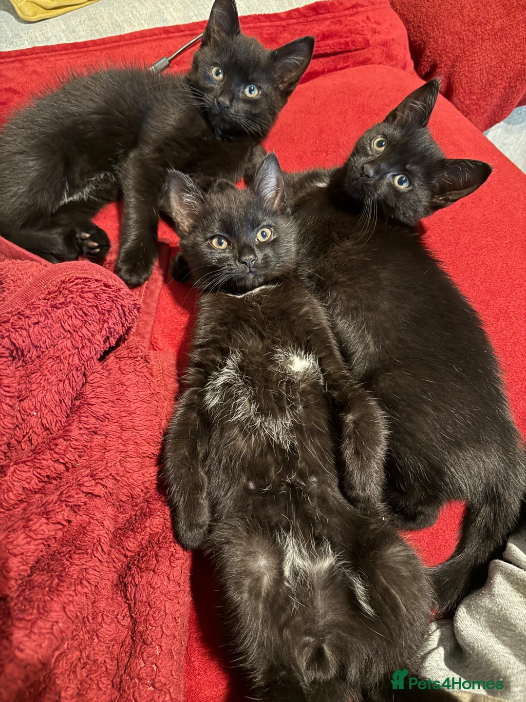 Domestic Shorthair cats for sale: 3 Adorable Kittens Looking for Lovely Homes - Advert 7