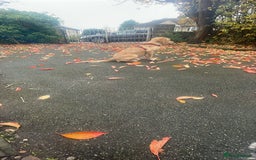 Golden Retriever dogs for sale: For sale Golden retriever  - Image 2