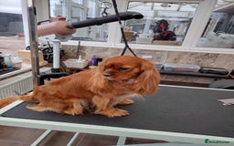 Cavalier King Charles Spaniel dogs for sale: Ruby Cavalier Seeks Loving Home - Image 2