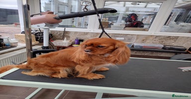 Cavalier King Charles Spaniel dogs - Advert 2