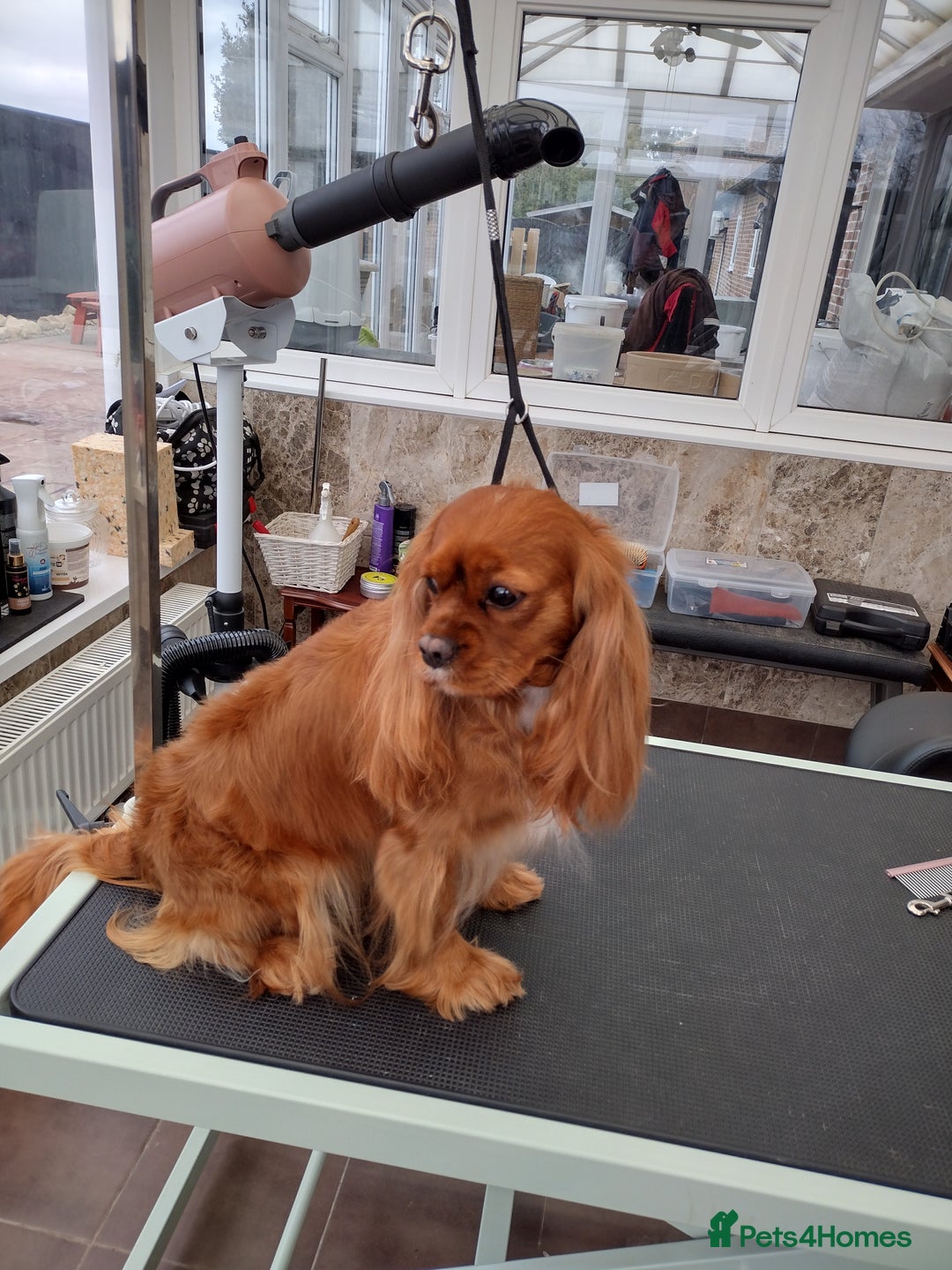 Cavalier King Charles Spaniel dogs for sale: Ruby Cavalier Seeks Loving Home - Image 2