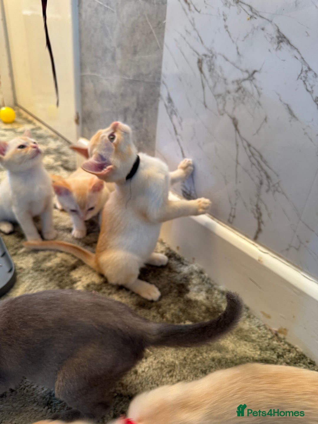 Burmese cats for sale: Burmese Kittens For Sale - Advert 14