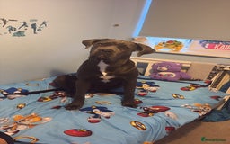 Cane Corso dogs for sale: Cane corso - Image 2