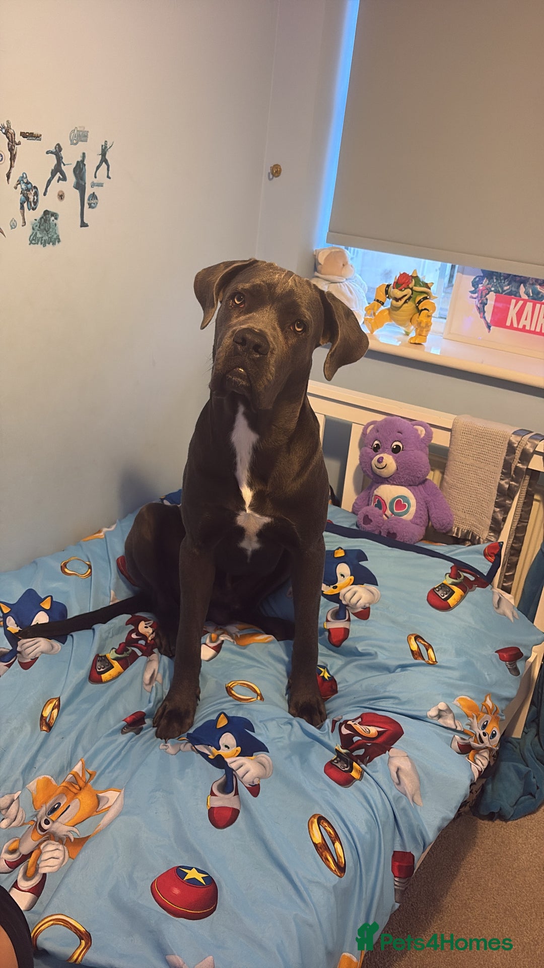 Cane Corso dogs for sale: Cane corso - Image 2