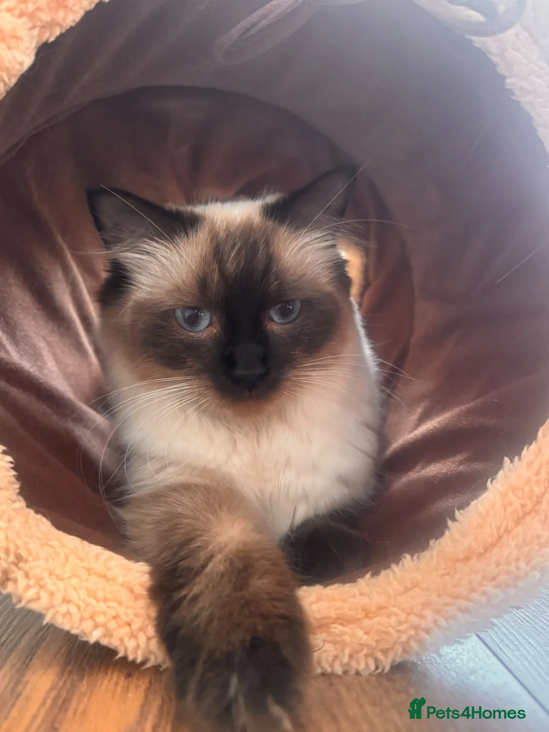 Ragdoll cats for sale: Beautiful Ragdoll Cross kittens  - Advert 1