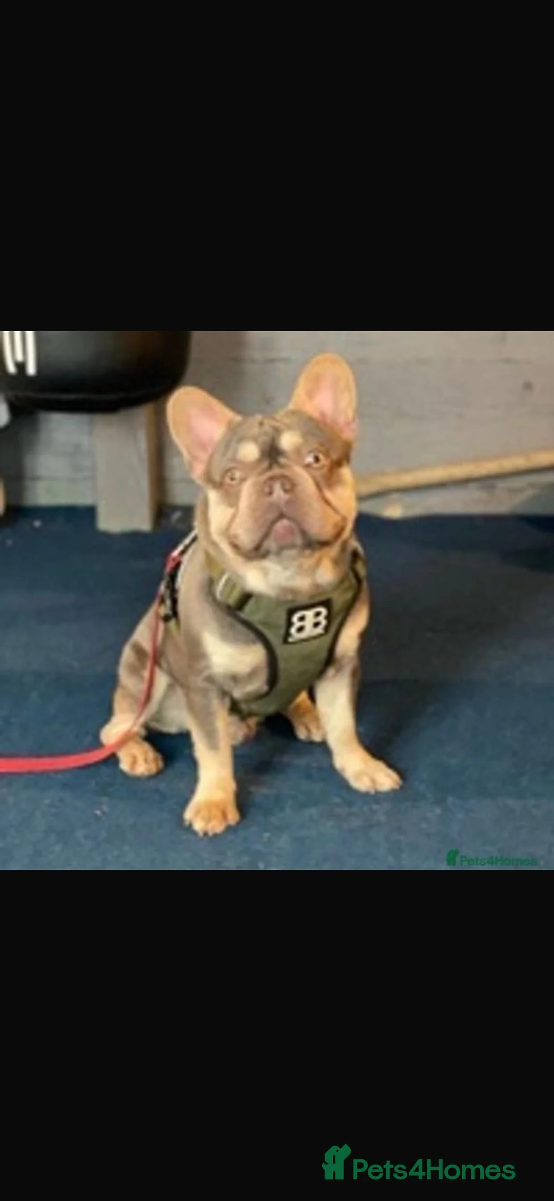French Bulldog dogs for sale: K C registered beautiful French bulldogs  - Advert 4