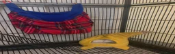Sugar Glider rodents for sale: 3 Sugar Gliders in Plymouth - Advert 3