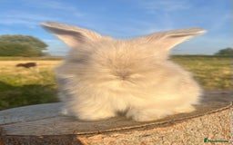 Angora rabbits for sale: Pedigree Full Faced & Maxi Faced English Angoras - Image 30
