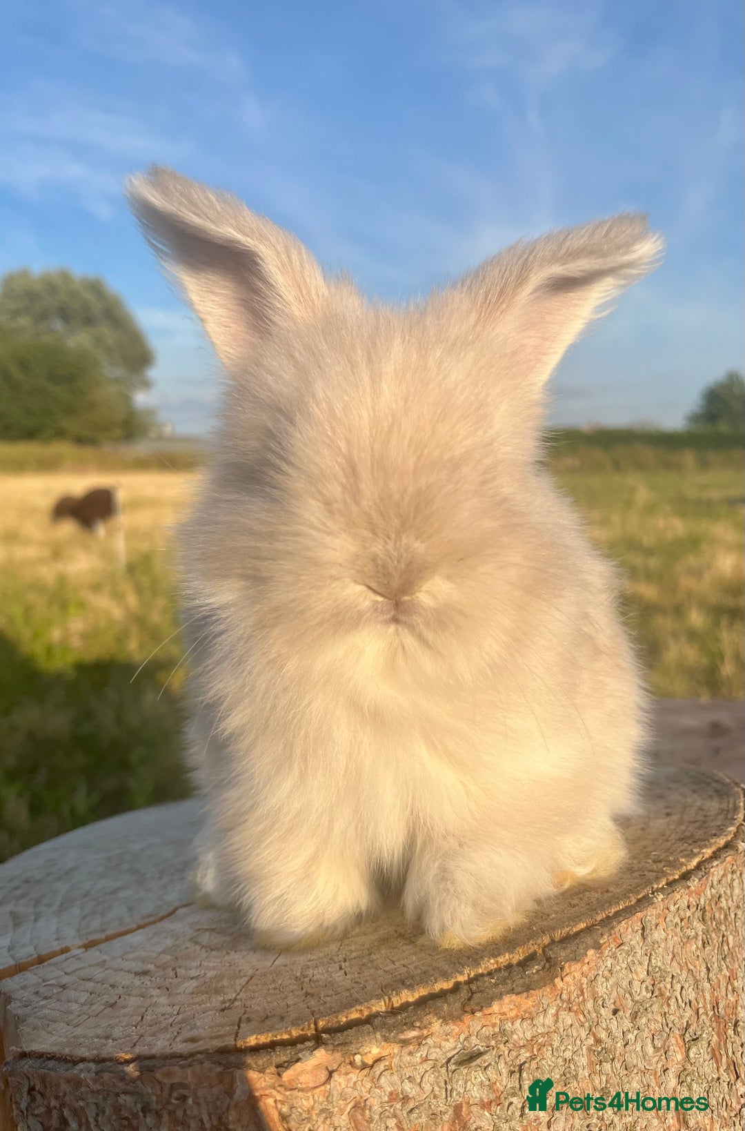 Angora rabbits for sale: Pedigree Full Faced & Maxi Faced English Angoras - Image 30