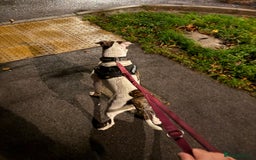 American Bull Staffy dogs for sale: American staff bull terrier  - Image 6