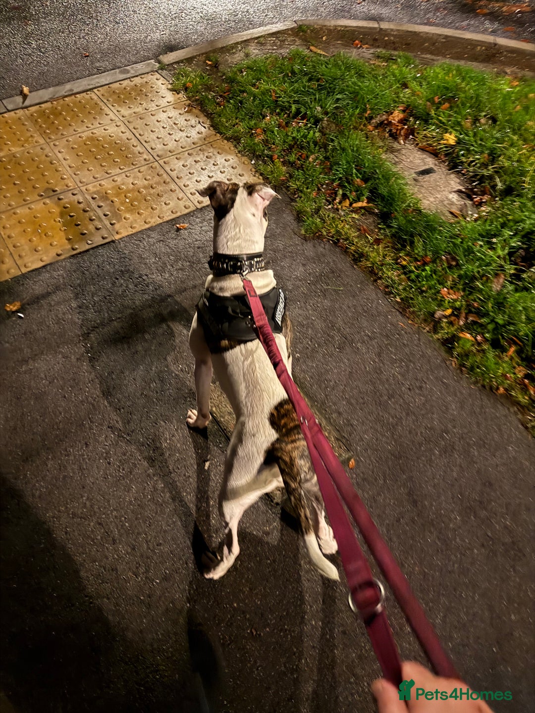 American Bull Staffy dogs for sale: American staff bull terrier  - Image 6