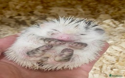 Pygmy Hedgehog rodents for sale: Stunning Pinto Baby African Pygmy Hedgehog's  - Image 5