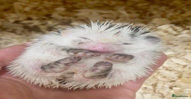 Pygmy Hedgehog rodents - Advert 3