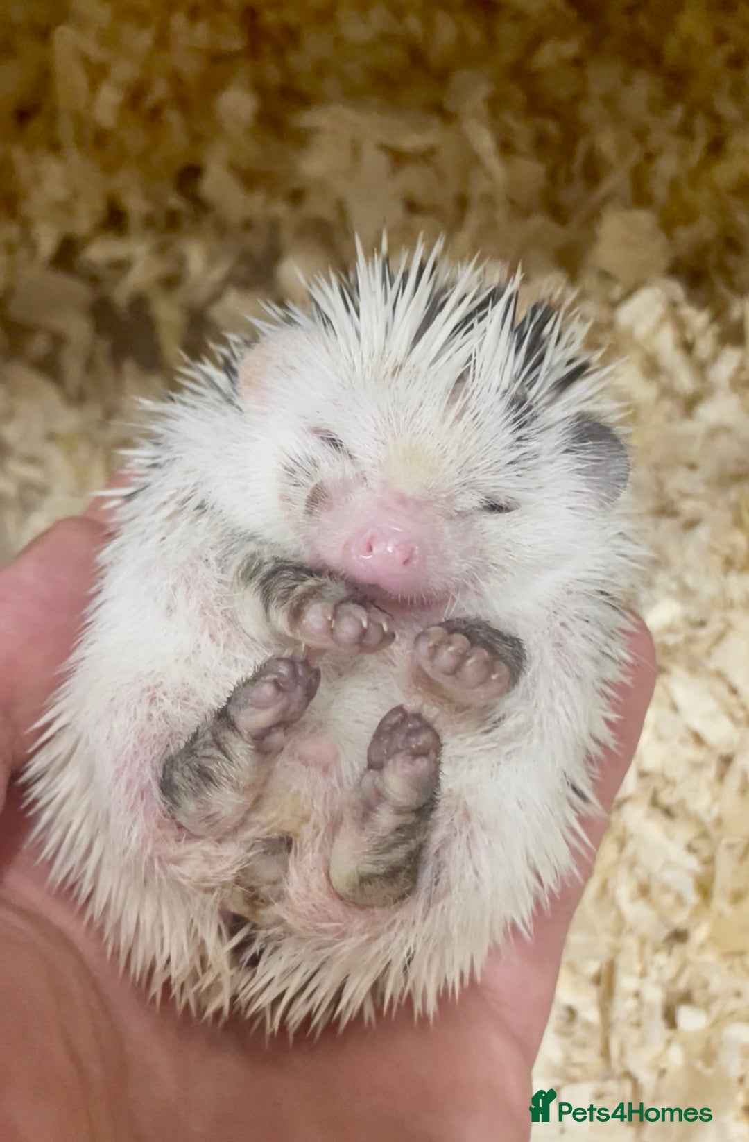 Pygmy Hedgehog rodents for sale: Stunning Pinto Baby African Pygmy Hedgehog's  - Image 5
