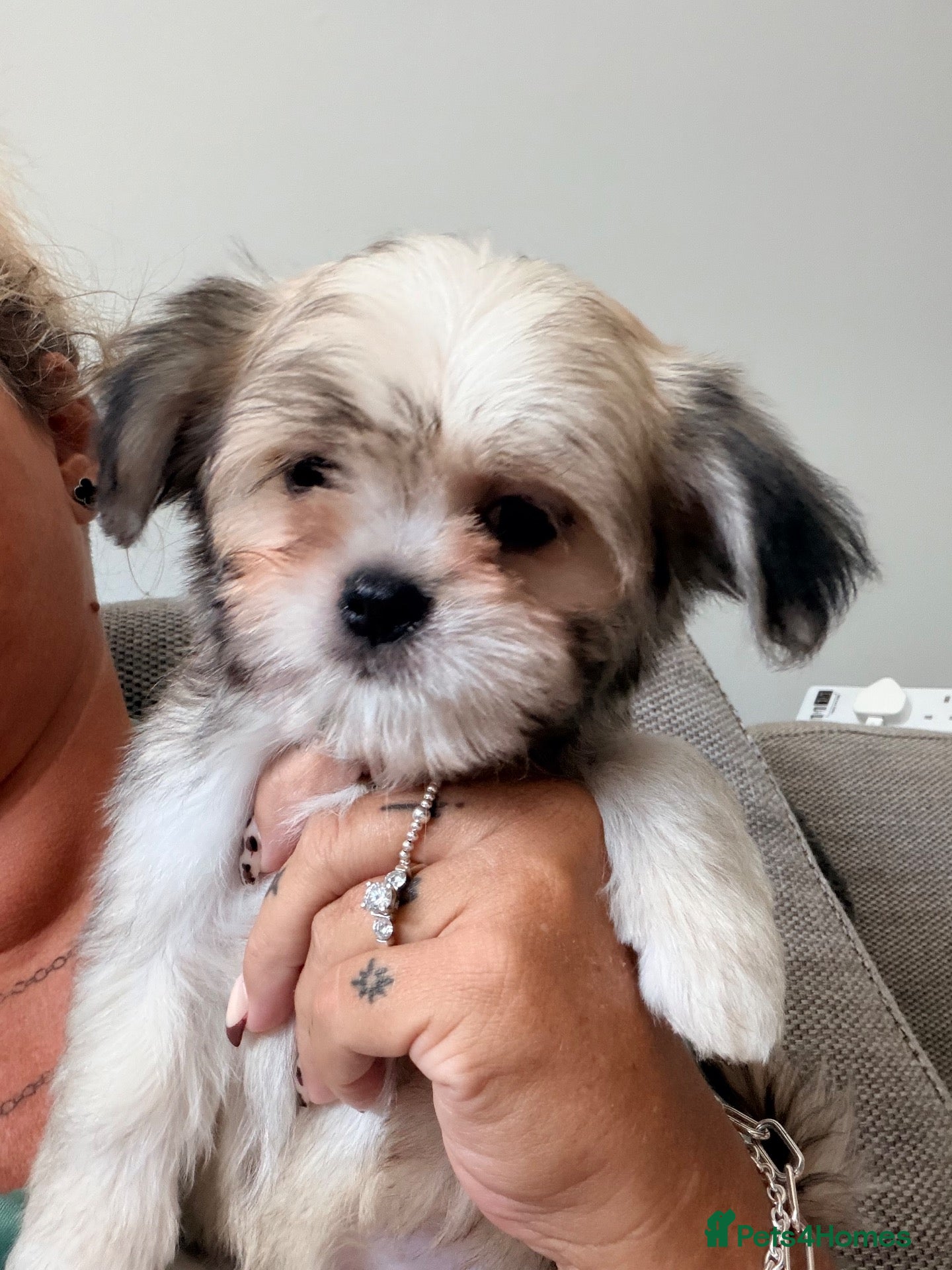 Mixed Breed dogs Tiny Malchi puppies - Advert 1