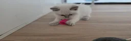 Ragdoll cats for sale: Gorgeous Ragdoll ready to leave 11 July - Advert 35