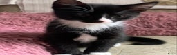 Mixed Breed cats for sale: Kittens 10 weeks ready to go - Advert 6