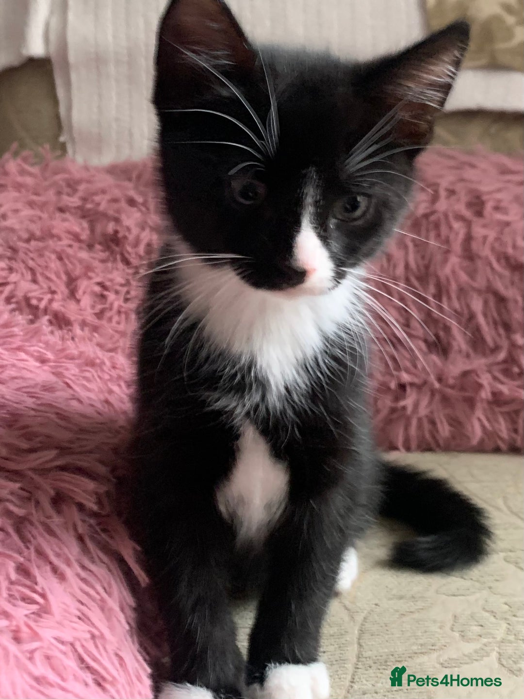 Mixed Breed cats for sale: Kittens 10 weeks ready to go - Advert 6