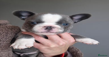 French Bulldog dogs - Advert 9