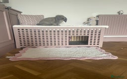 French Lop rabbits for sale: bonnie and barney bonded pair - Image 4