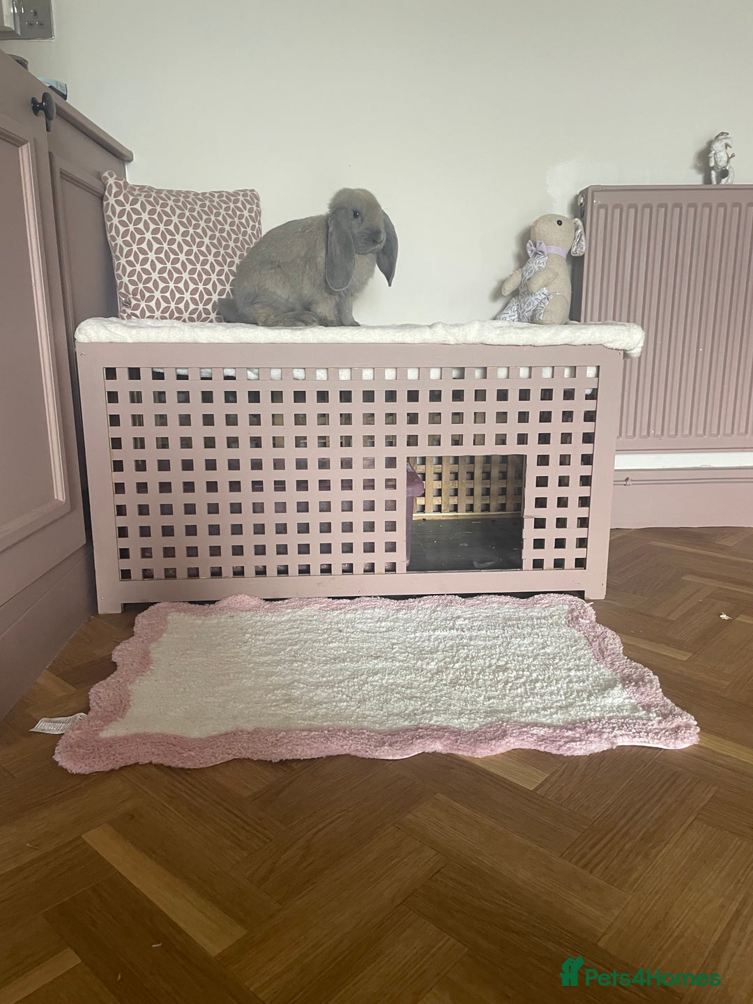 French Lop rabbits for sale: bonnie and barney bonded pair - Image 4
