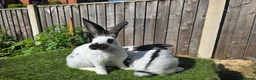 Mixed Breed rabbits for sale: Rabbit Babies Looking for Their Forever Homes! 🐰 - Advert 4