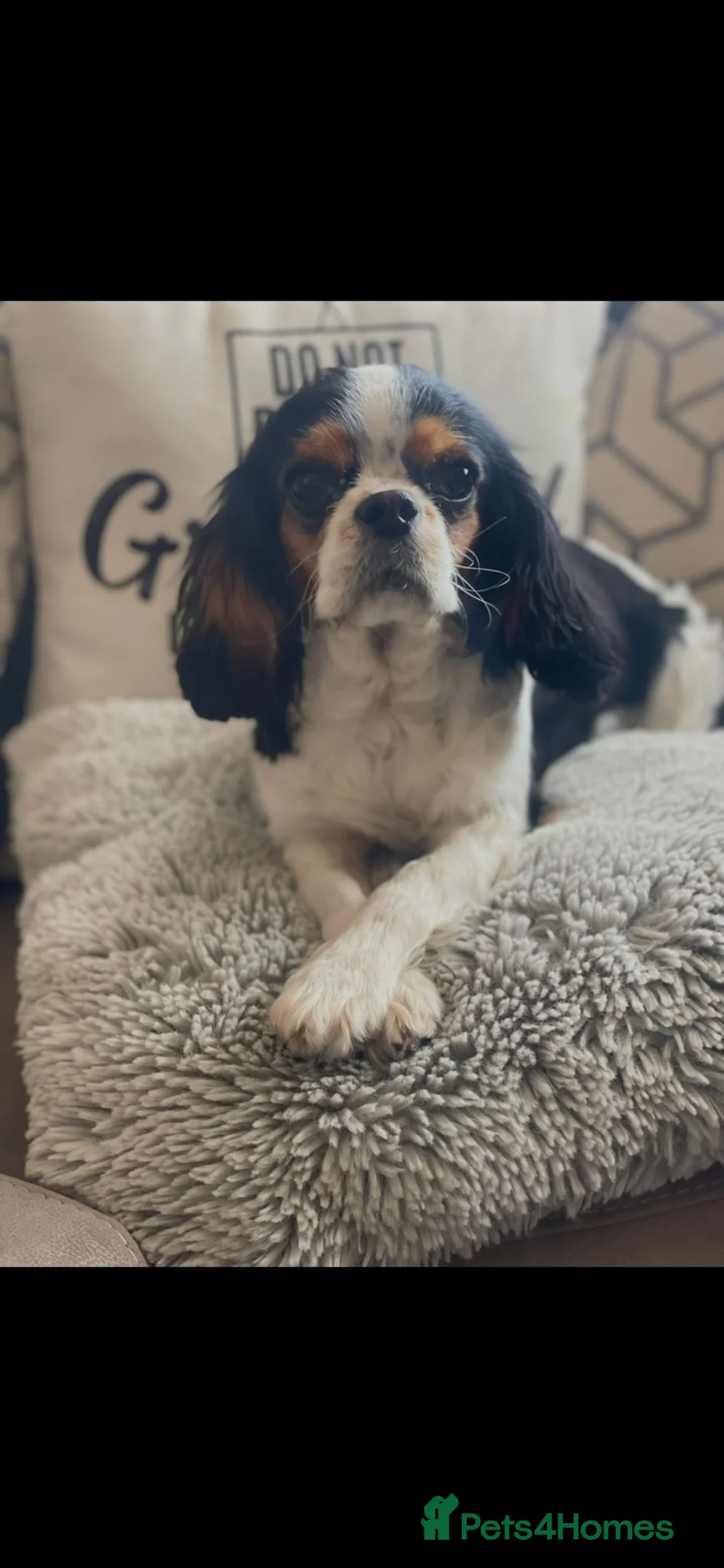 Cavapoo dogs for sale: Tiny cavapoos - Advert 11