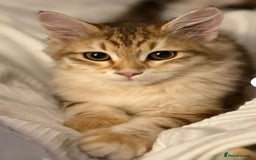 Siberian cats for sale: 2 Siberian kittens ready for collection - Image 5