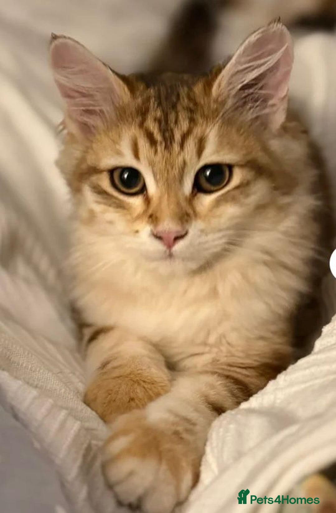 Siberian cats for sale: 2 Siberian kittens ready for collection - Image 5