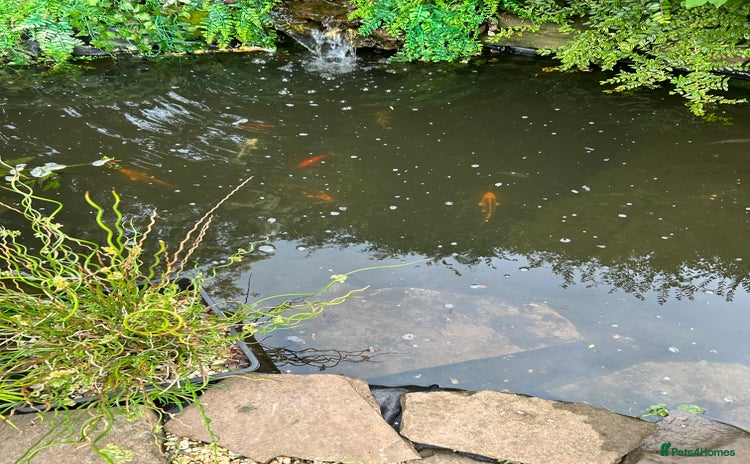 Pond Fish fish - Advert 1