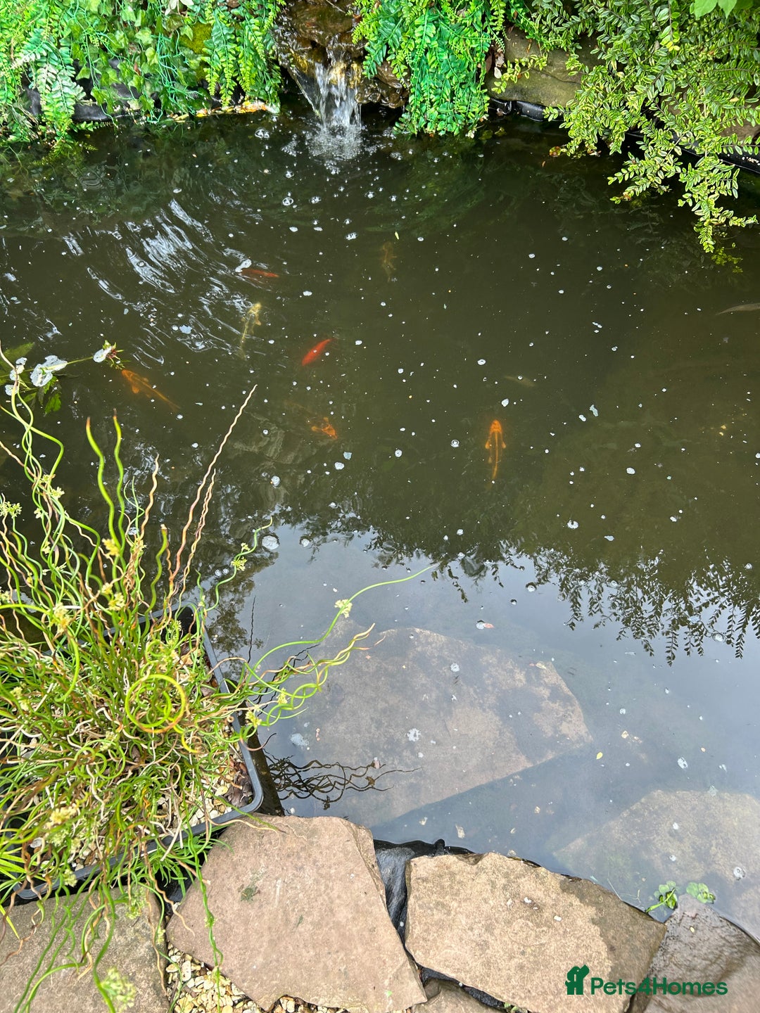 Pond Fish fish for sale: Koi, shubunkin and goldfish  - Image 1