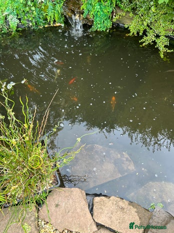 Pond Fish fish - Advert 1