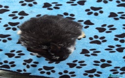 Netherland Dwarf rabbits for sale: 3 Netherland Dwarf bunnies ready 4 forever homes  - Image 7
