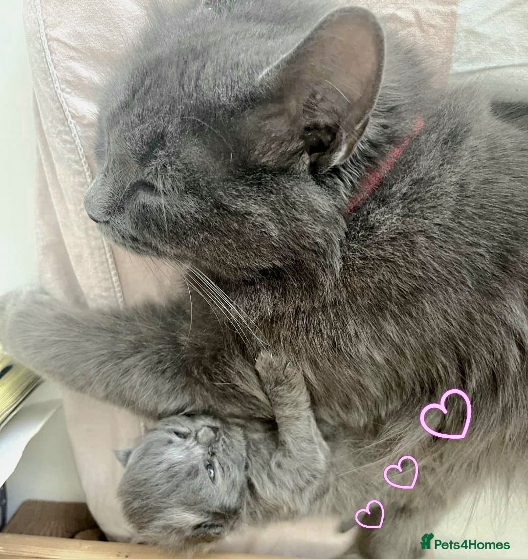 British Longhair cats Beautiful kittens - Advert 1