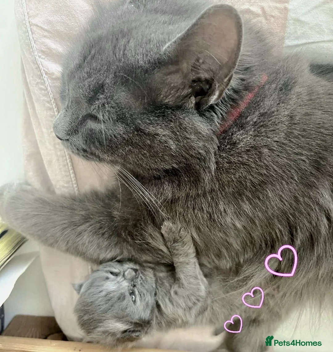 British Longhair cats for sale: Beautiful kittens in Leicester - Advert 1