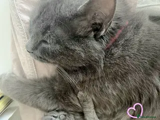 British Longhair cats Beautiful kittens - Advert 1